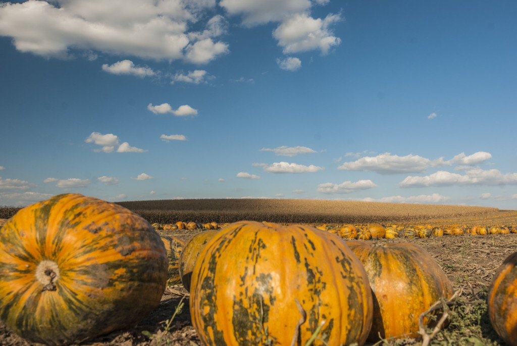 Brantner Fahrzeugbau und Land schafft Leben wünschen einen schönen 31.Oktober, Tag des Kürbis.